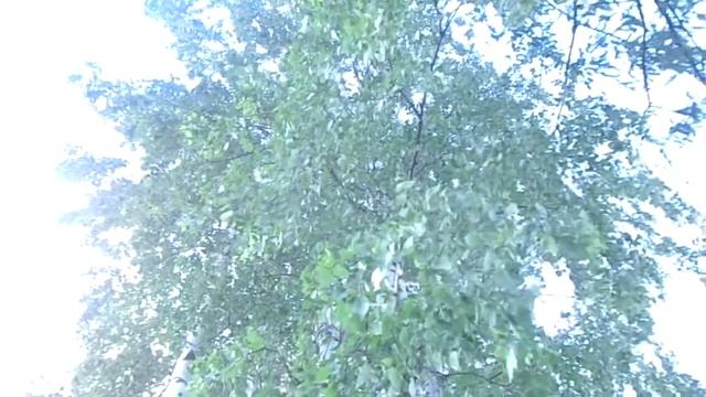 Белая береза смотреть онлайн
