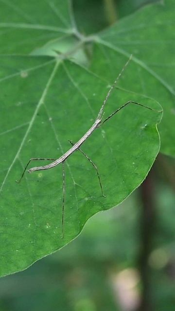 A stick insect that is pale brown in color shakes its body rhythmically, using the windblown #insec смотреть онлайн