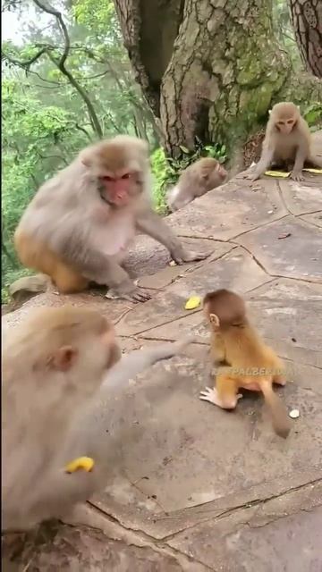 super monkey mummy#shorts #videogames #viralvideo #viralshort смотреть онлайн