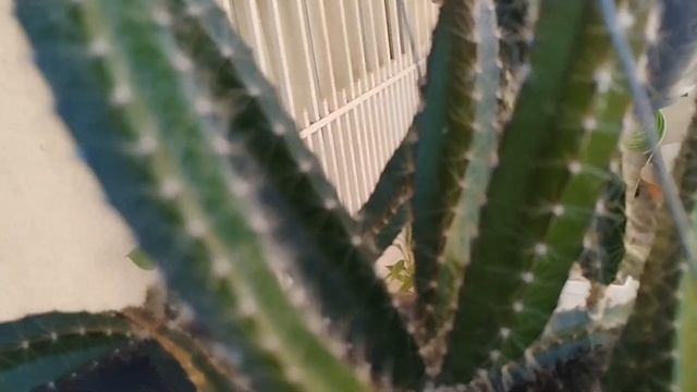 SELENICEREUS VALIDUS | VAMOS APRENDER JUNTOS! смотреть онлайн