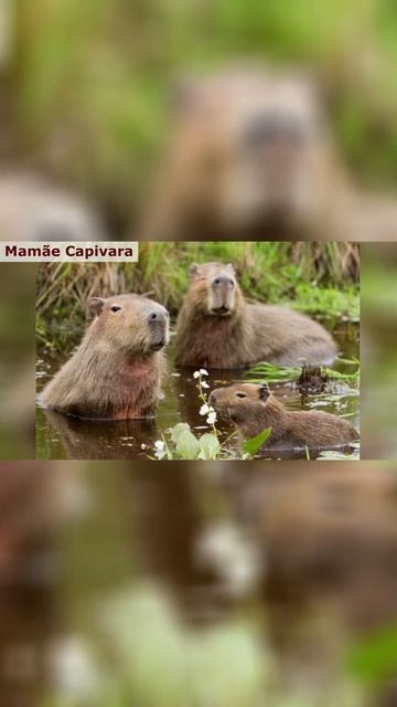 Mamães Capivara