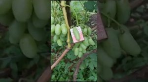 Виноград Александр Лукашенко селекционный из Приднестровья размер до 5 см