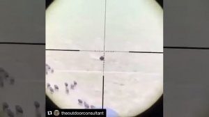 охота на кабана с вертолёта