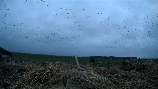 Охота на гуся - 2016... кусочек..))) смотреть онлайн