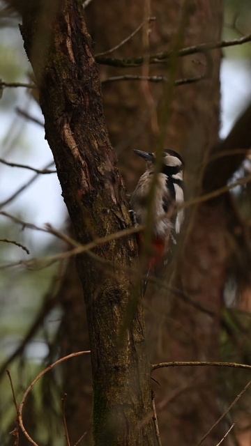 Great spotted woodpecker (Dendrocopos major) #shorts смотреть онлайн