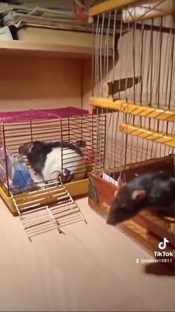 Мои любимые крысы смотреть онлайн