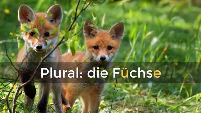 WÖRTERBUCH DEUTSCH: Fuchs ⭐⭐⭐⭐⭐ смотреть онлайн