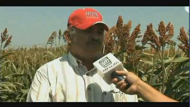 Validación Técnica Y Económica De Variedades De Sorgo (1/2)