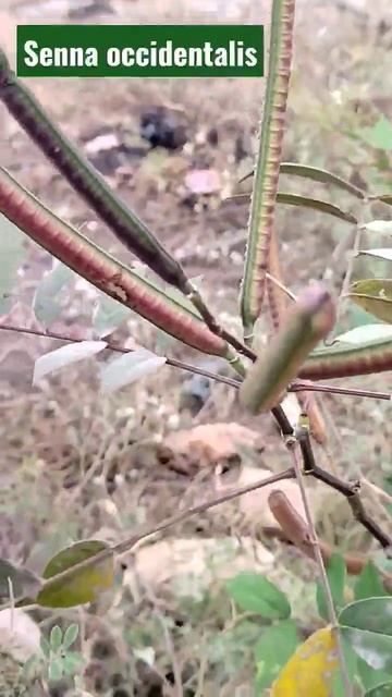 Senna occidentalis, kasinda, sub family: Caesalpinioideae смотреть онлайн