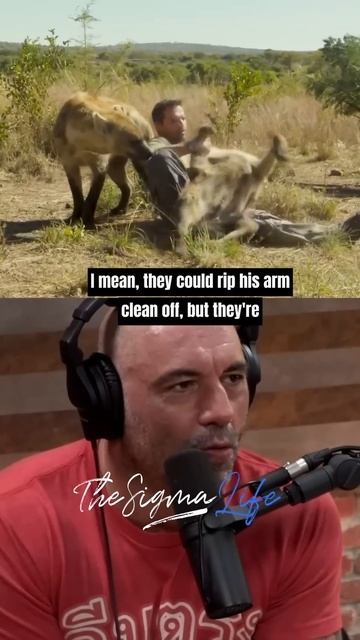 Crazy Man With Pet Hyenas - Joe Rogan