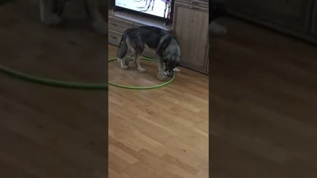 Культурист! смотреть онлайн