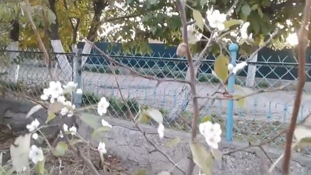 Расцвела груша 15/10/2018
