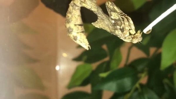Deroplatys Lobata (dead leaf mantis) gets a treat.