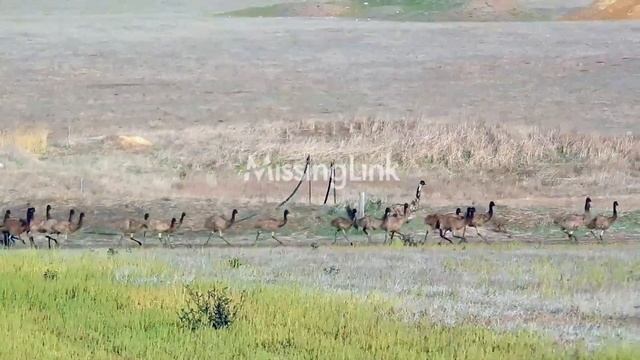 Daddy Emu with 40 children! смотреть онлайн