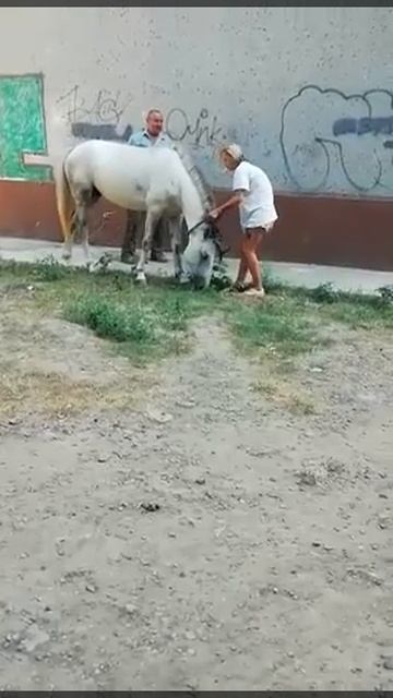 В Одессе нашли брошенного коня смотреть онлайн