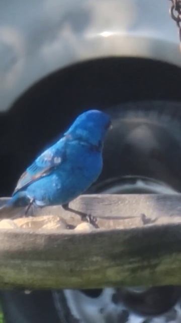Deep Blue Indigo Bunting #birdphotography #birdfeeedee #backyardbirds смотреть онлайн