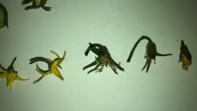 مراحل تطور ثمار الطماطم