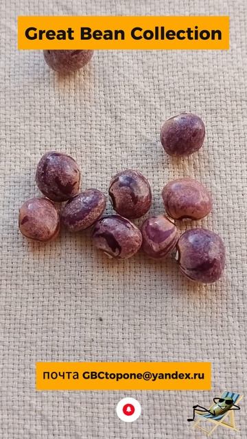 Фасоль  вьющаяся  сиреневая  форель  семена Bean Lilac Trout Seeds