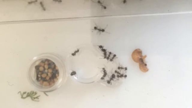 Муравьиный обед смотреть онлайн