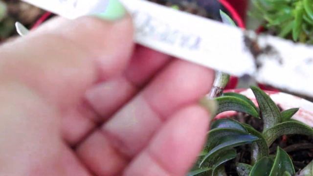 TOUR ON SUCCULENT PLANTS PART I