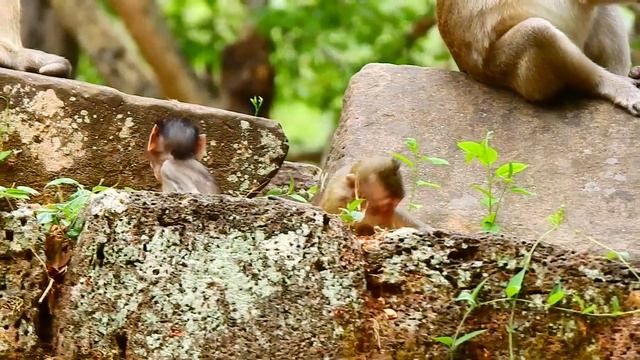 Baby Cute Monkeys #animals #cute #monkey #babymonkey #baby #funny #tank #monkeybaby #nature