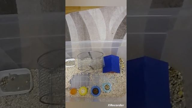 Реакция Стëпы на горох. смотреть онлайн