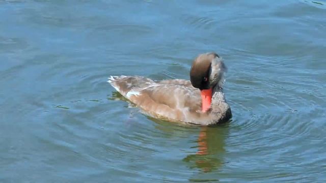 Punapäänarsku Netta rufina Hyde Park London UK 10.7.2015 смотреть онлайн