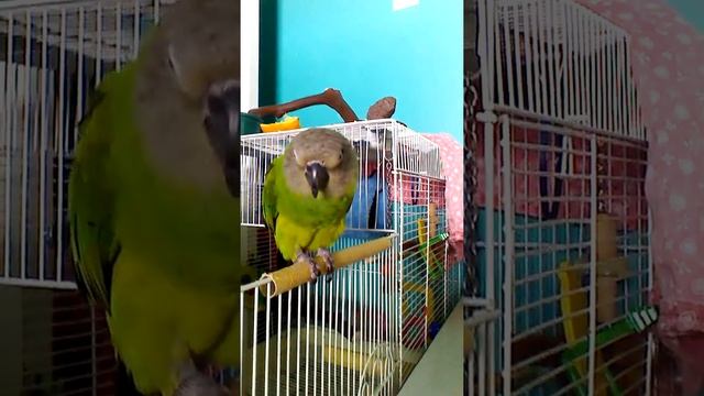 Koba my dusky conure girl смотреть онлайн