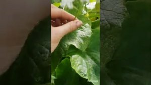 Огурдыня Караселло. ура, созрел.