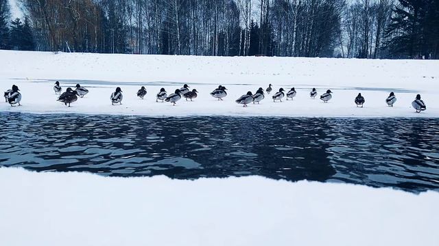 Куда ушли утки? смотреть онлайн