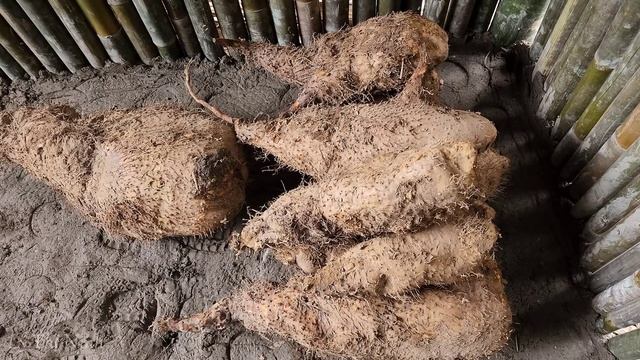 Yams Harvest And Kohlrabi To Go To The Market To Sell | Searching Diary, Lý Thị Ninh