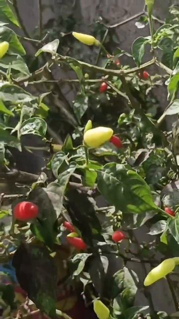 Chili spicy hot смотреть онлайн