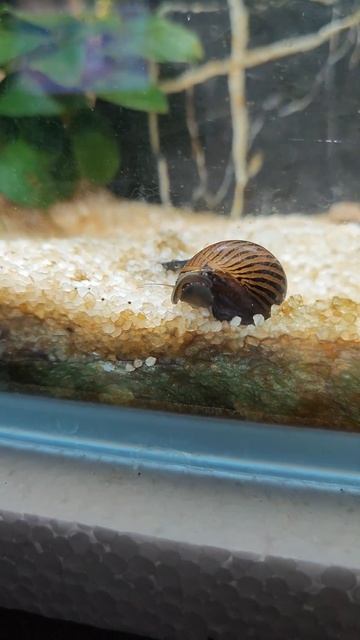 #Nerite #snail #zebrasnail смотреть онлайн