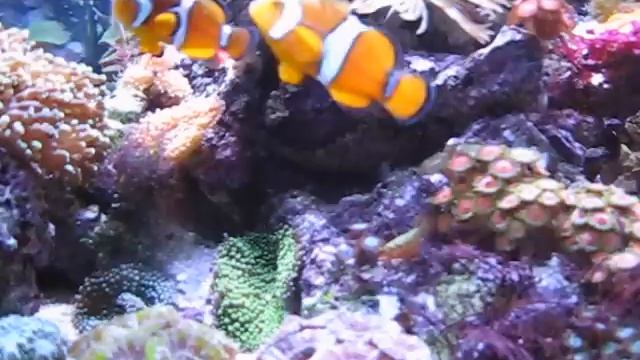 Feeding Green Clown Goby смотреть онлайн