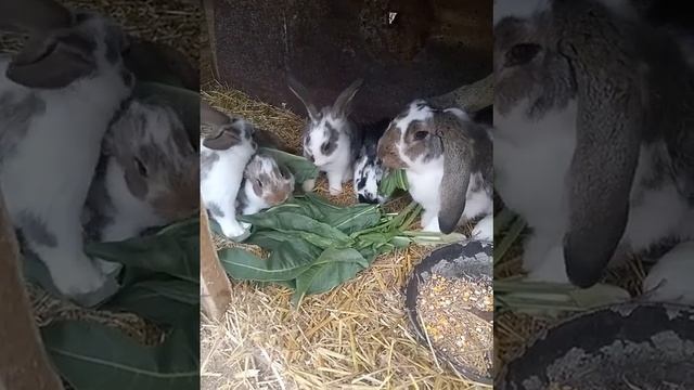#корм_для_кролів, зелений щавель кислий смотреть онлайн