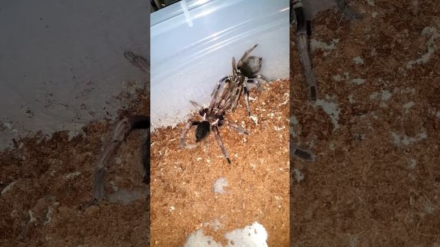 Pamphobeteus Ultramarinus Breeding