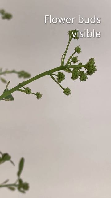Smoke Bush "Winecraft Black" Branch In Vase -March 2022 смотреть онлайн