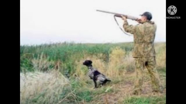 клип закон на волка. смотреть онлайн