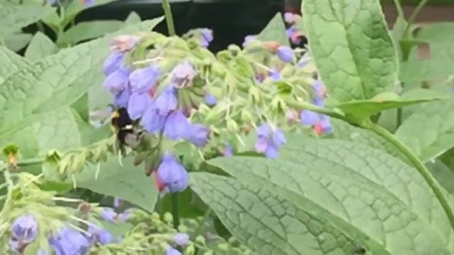 Живой Мир в Чертаново