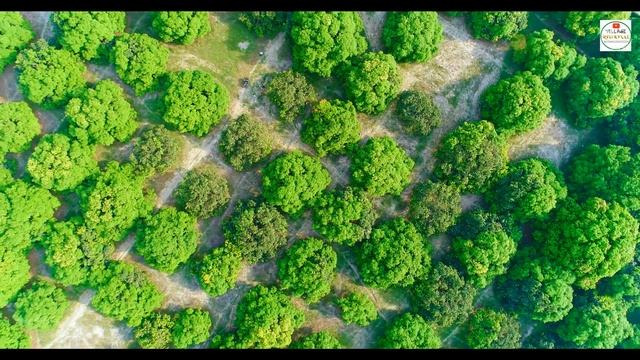World's Biggest Mango Garden In Uttar Pradesh India | दुनिया का सबसे बड़ा आम का बगीचा смотреть онлайн