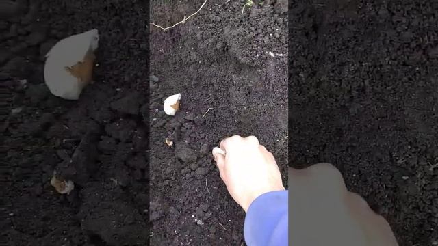 14.10.2022 Начало посадки чеснока , а Вы когда скажете ? смотреть онлайн
