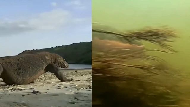 Megalodon Vs Titanoboa कौन जीतेगा | Megalodon Vs Titanoboa who would win смотреть онлайн
