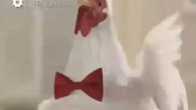 Смехота ! Ржу не могу!