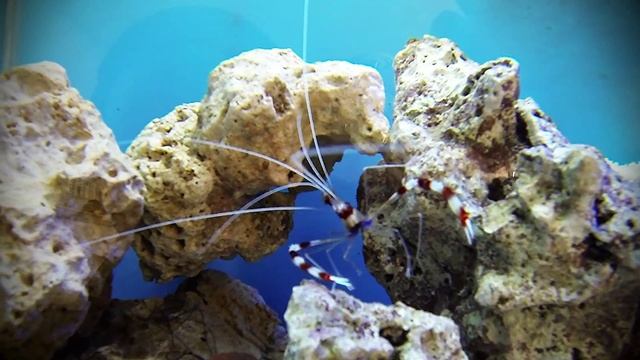 Stenopus hispidus (camaron boxeador) смотреть онлайн