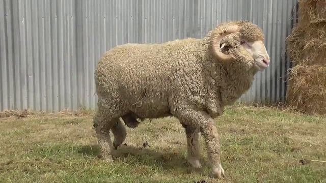 Lot 40 - Thalabah Merino Ram Sale смотреть онлайн