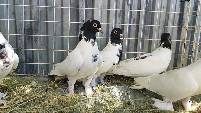 25.06.2024г Черноголовые на продажу! 89298223260 Константин смотреть онлайн