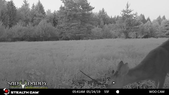 BEST Food Plots For Deer And Turkey EP3 смотреть онлайн