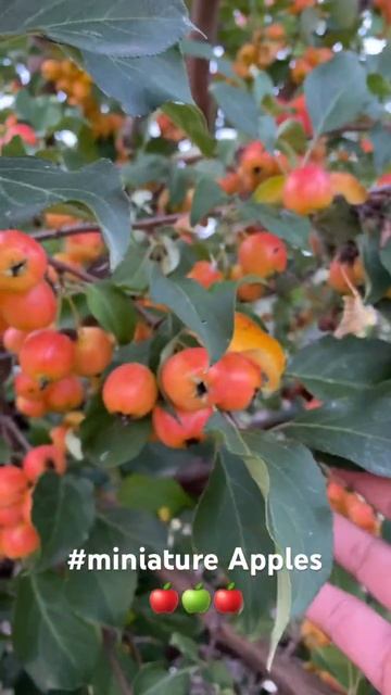 #Miniature Apples🍎🍏🍎 #Only at Alberta Canada😍 #Fruitttress #Summer 2023🥳 смотреть онлайн