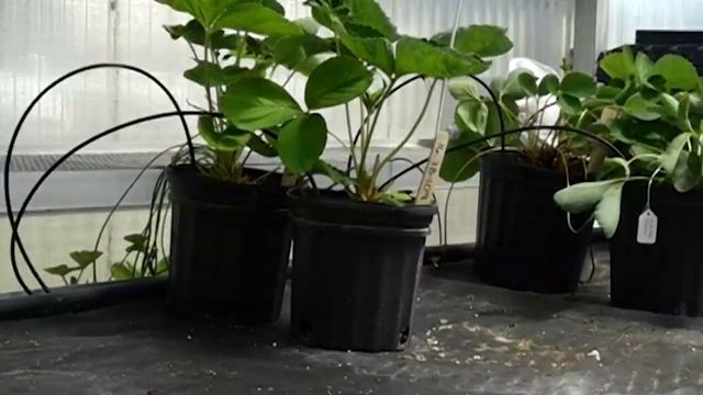 6 steps to producing strawberries | 10News WTSP смотреть онлайн