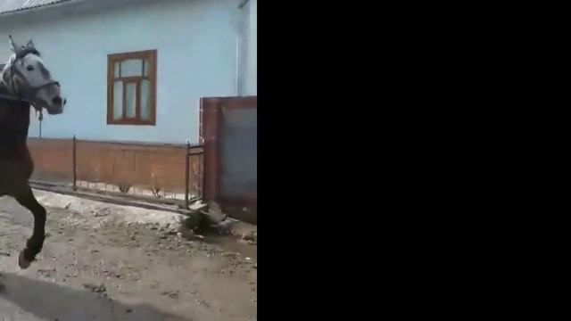 Продажа лощадей в Кыргызстане смотреть онлайн